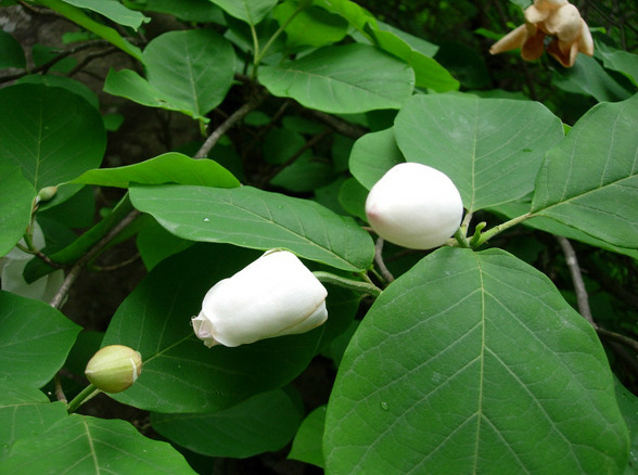 루핀 흰꽃 얼의신(정진중 )
